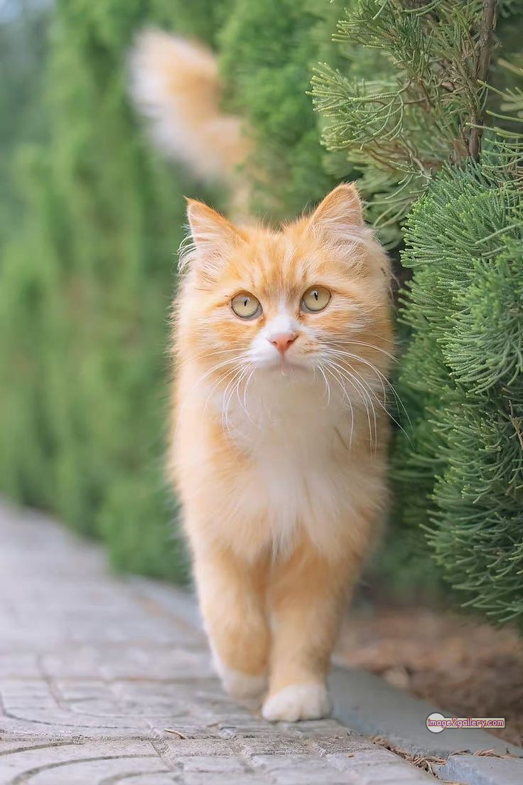 800+ Cute Cate Photos Download | Beautiful Cute Cat Images | 99 amazing cat images -(10)