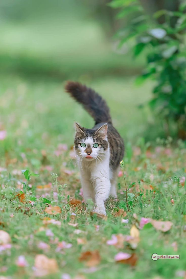 800+ Cute Cate Photos Download | Beautiful Cute Cat Images | 96 amazing cat images -(11)