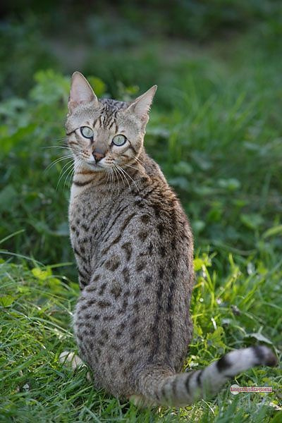800+ Cute Cate Photos Download | Beautiful Cute Cat Images | 23 amazing cat images -(13)