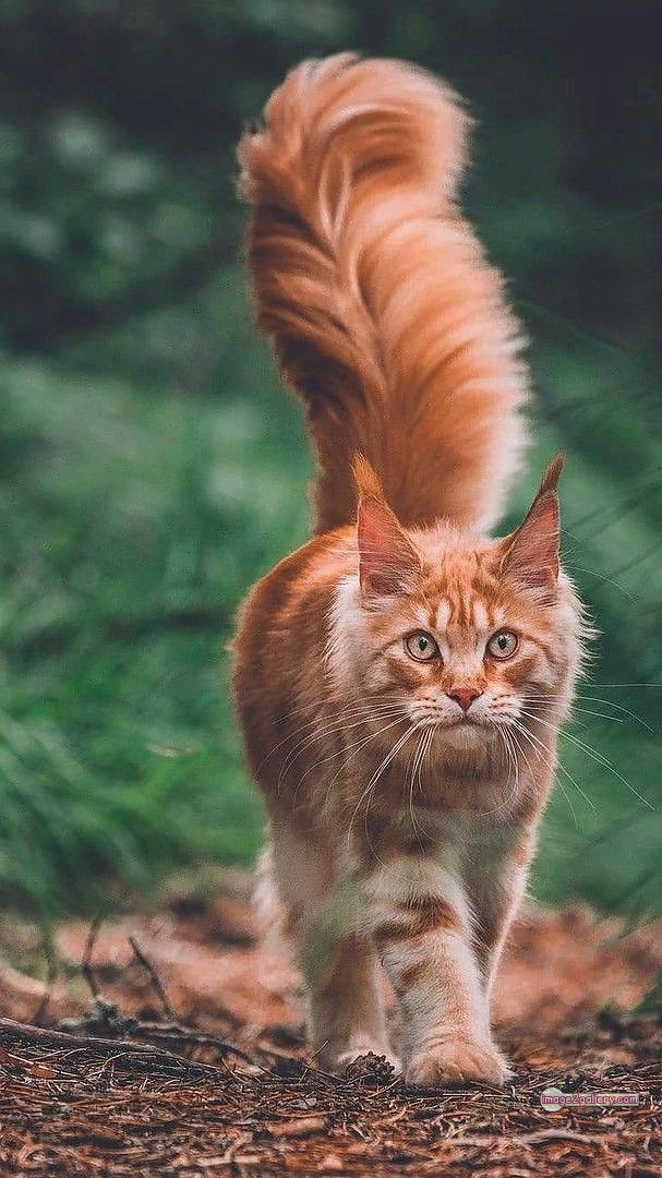 800+ Cute Cate Photos Download | Beautiful Cute Cat Images | 178 amazing cat images -(18)