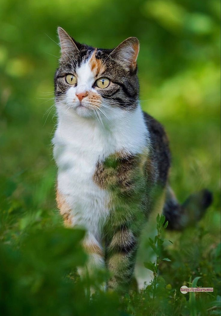 800+ Cute Cate Photos Download | Beautiful Cute Cat Images | 181 amazing cat images -(21)