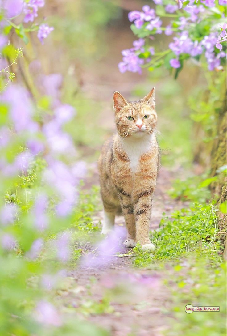 800+ Cute Cate Photos Download | Beautiful Cute Cat Images | 55 amazing cat images -(3)