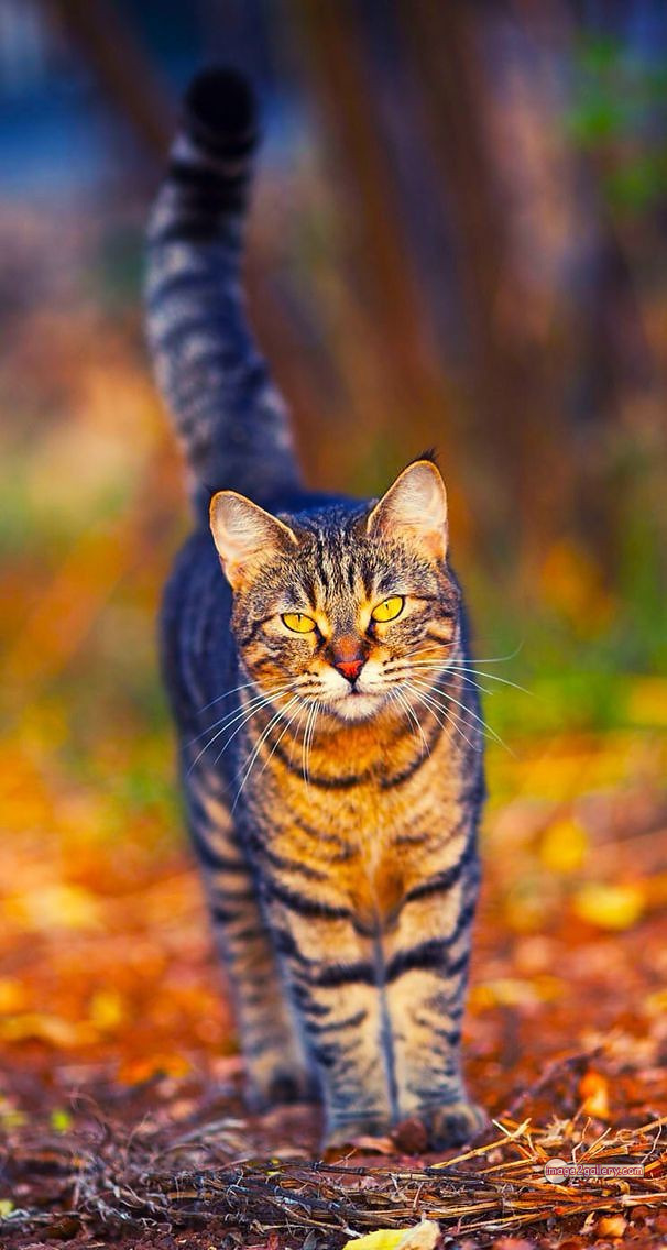 800+ Cute Cate Photos Download | Beautiful Cute Cat Images | 56 amazing cat images -(5)