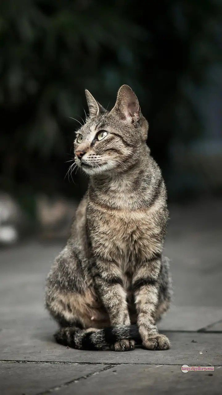 800+ Cute Cate Photos Download | Beautiful Cute Cat Images | 58 amazing cat images -(7)