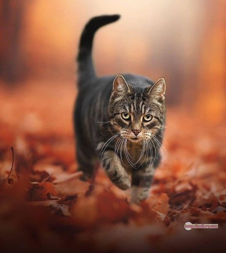 800+ Cute Cate Photos Download | Beautiful Cute Cat Images | 59 amazing cat images -(8)