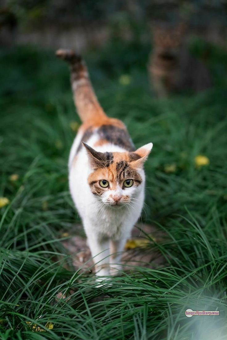 800+ Cute Cate Photos Download | Beautiful Cute Cat Images | 85 amazing cat photos -(1)