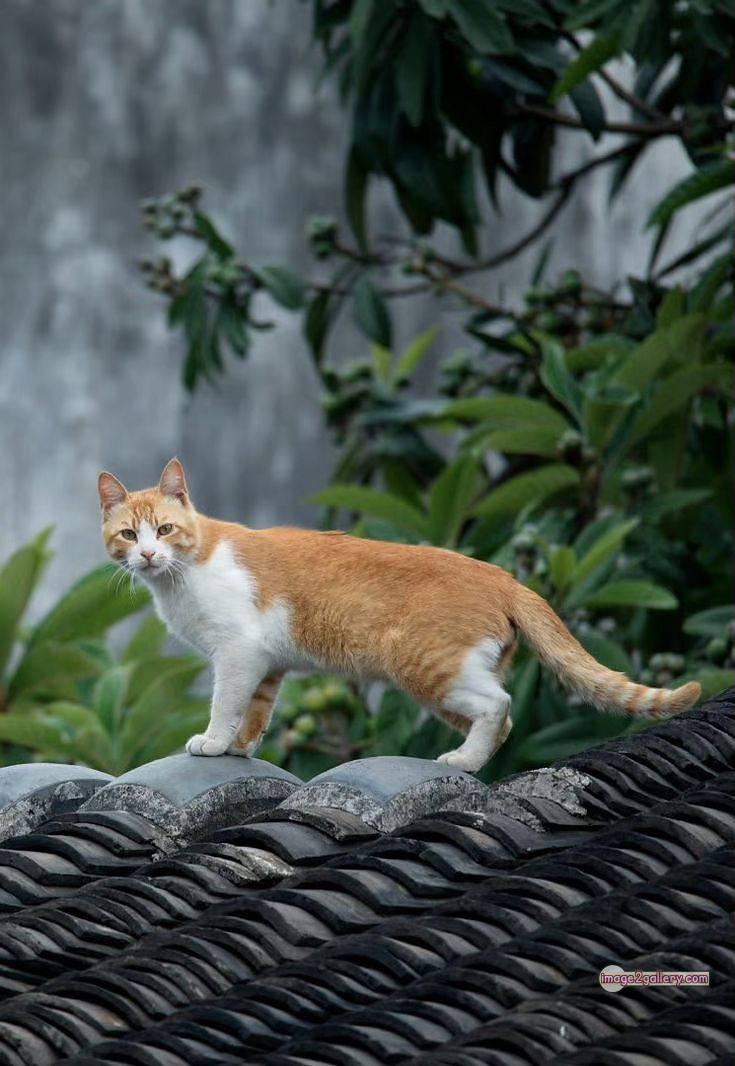 800+ Cute Cate Photos Download | Beautiful Cute Cat Images | 77 amazing cat photos -(10)