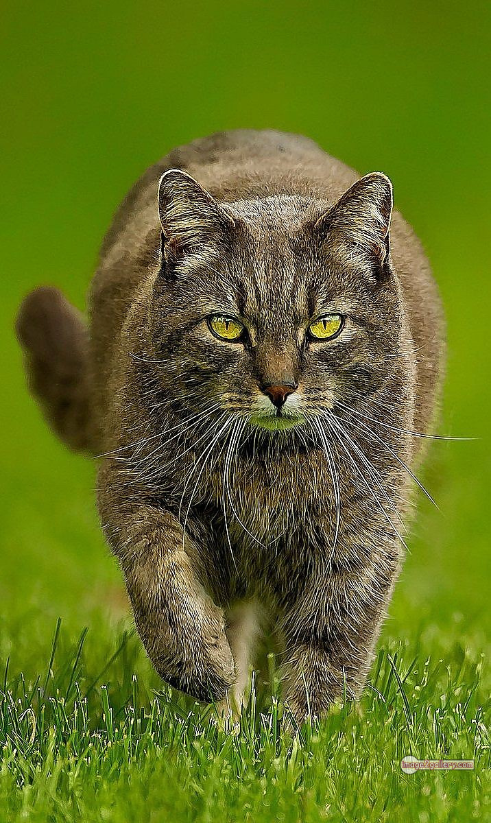 800+ Cute Cate Photos Download | Beautiful Cute Cat Images | 101 amazing cat photos -(11)