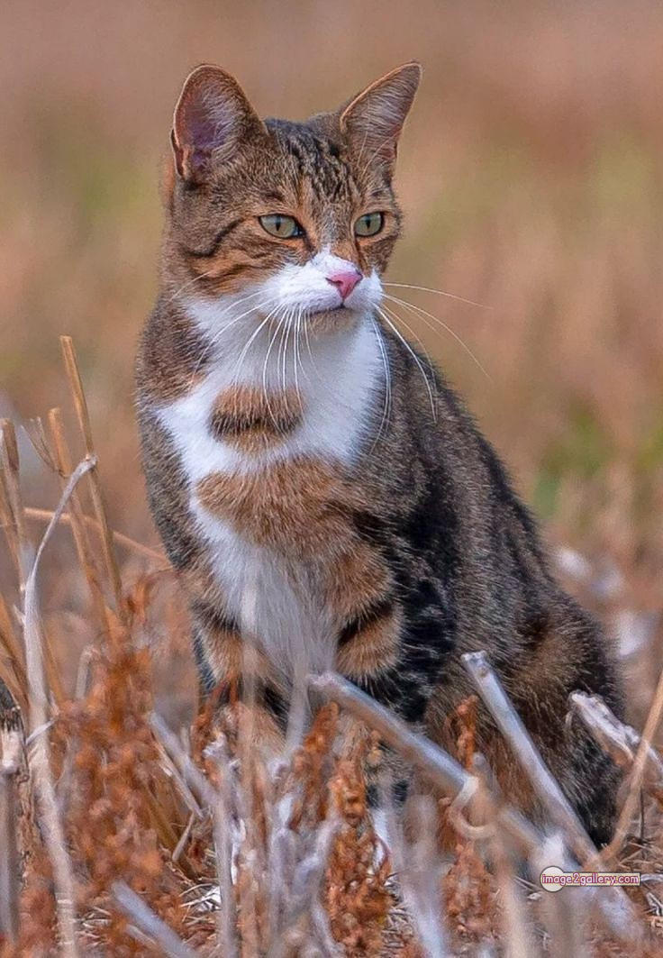 800+ Cute Cate Photos Download | Beautiful Cute Cat Images | 106 amazing cat photos -(12)
