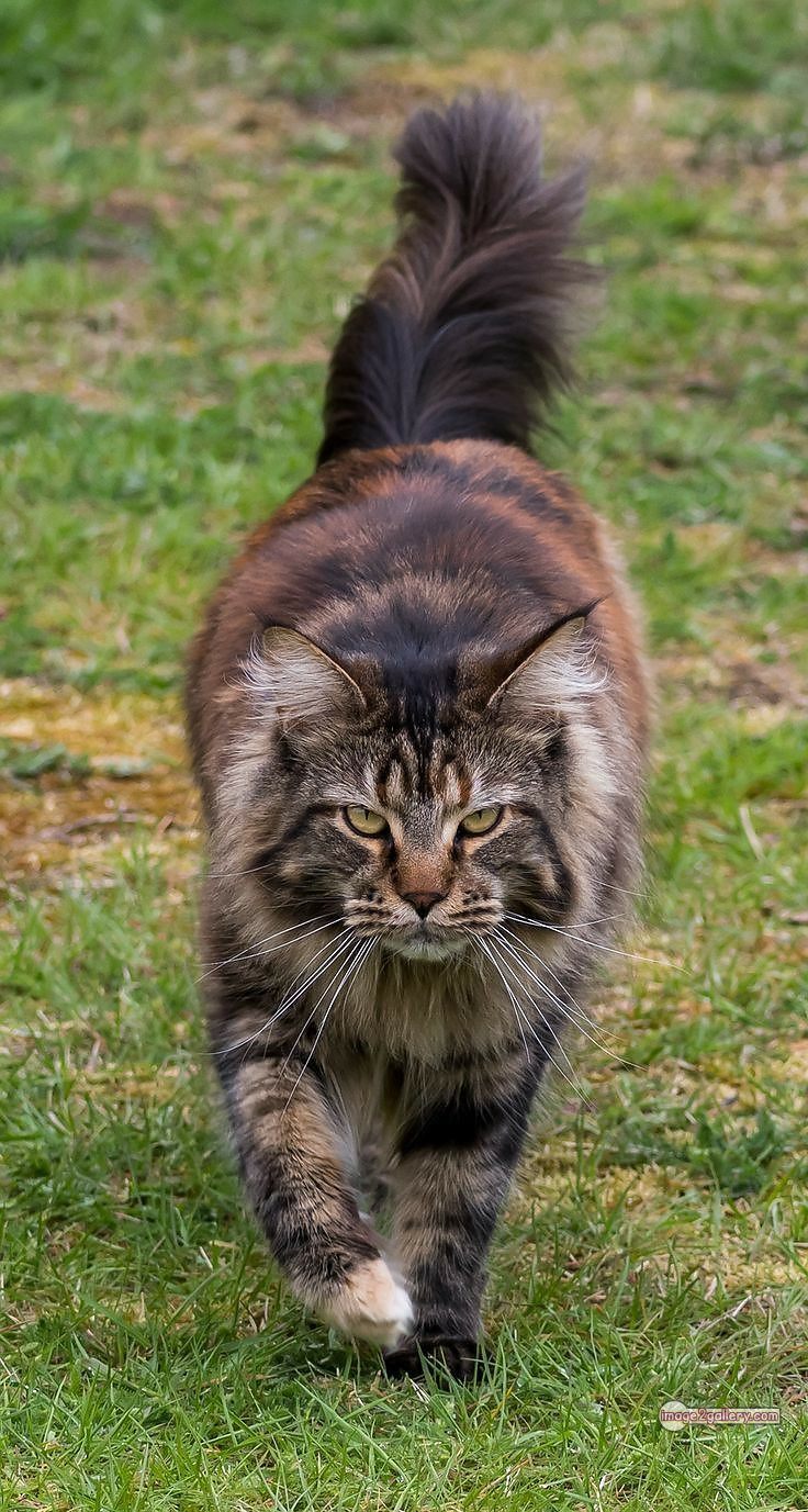 800+ Cute Cate Photos Download | Beautiful Cute Cat Images | 107 amazing cat photos -(15)