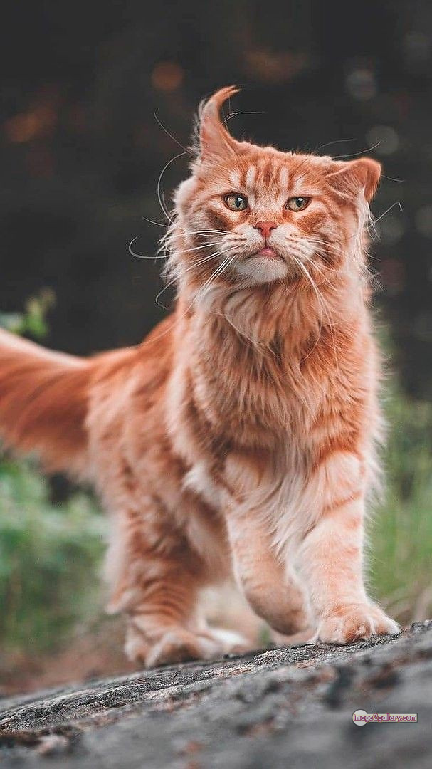 800+ Cute Cate Photos Download | Beautiful Cute Cat Images | 86 amazing cat photos -(16)