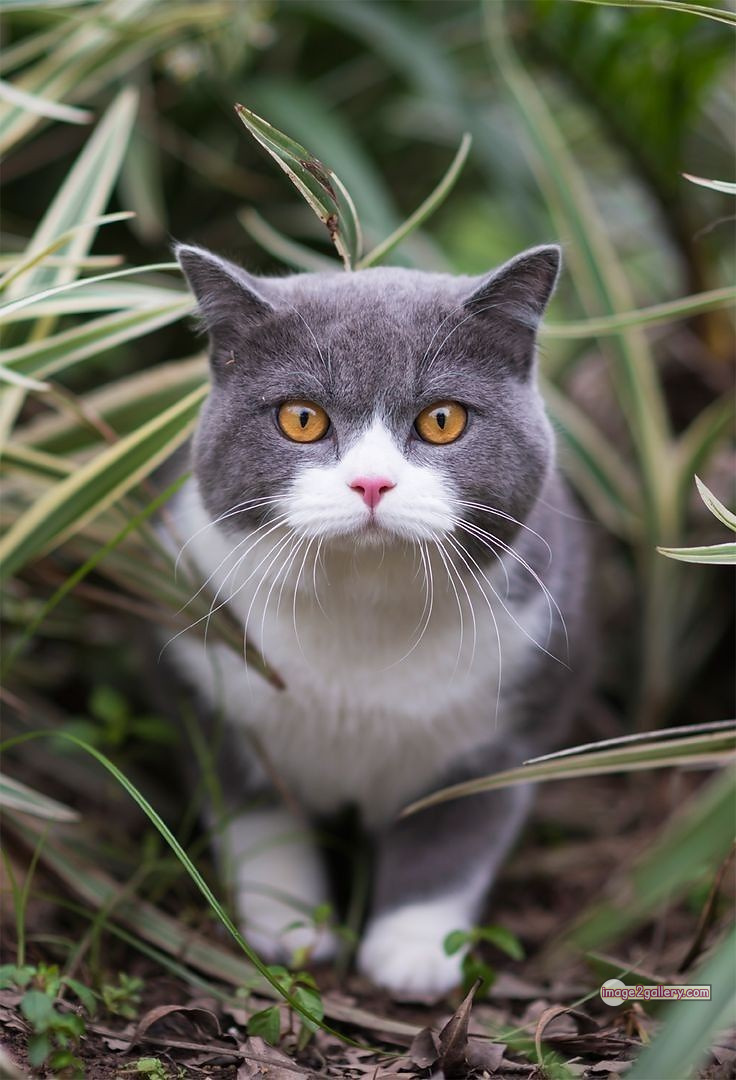 800+ Cute Cate Photos Download | Beautiful Cute Cat Images | 104 amazing cat photos -(17)