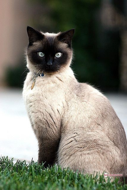 800+ Cute Cate Photos Download | Beautiful Cute Cat Images | 87 amazing cat photos -(2)
