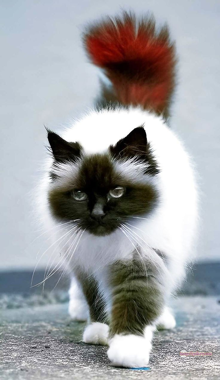 800+ Cute Cate Photos Download | Beautiful Cute Cat Images | 108 amazing cat photos -(3)
