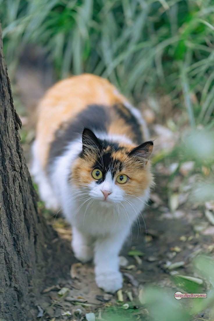 800+ Cute Cate Photos Download | Beautiful Cute Cat Images | 81 amazing cat photos -(5)