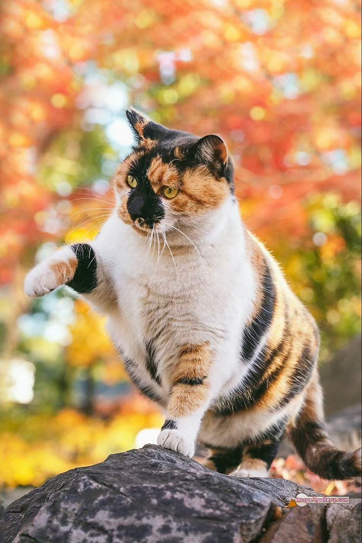 800+ Cute Cate Photos Download | Beautiful Cute Cat Images | 82 amazing cat photos -(6)