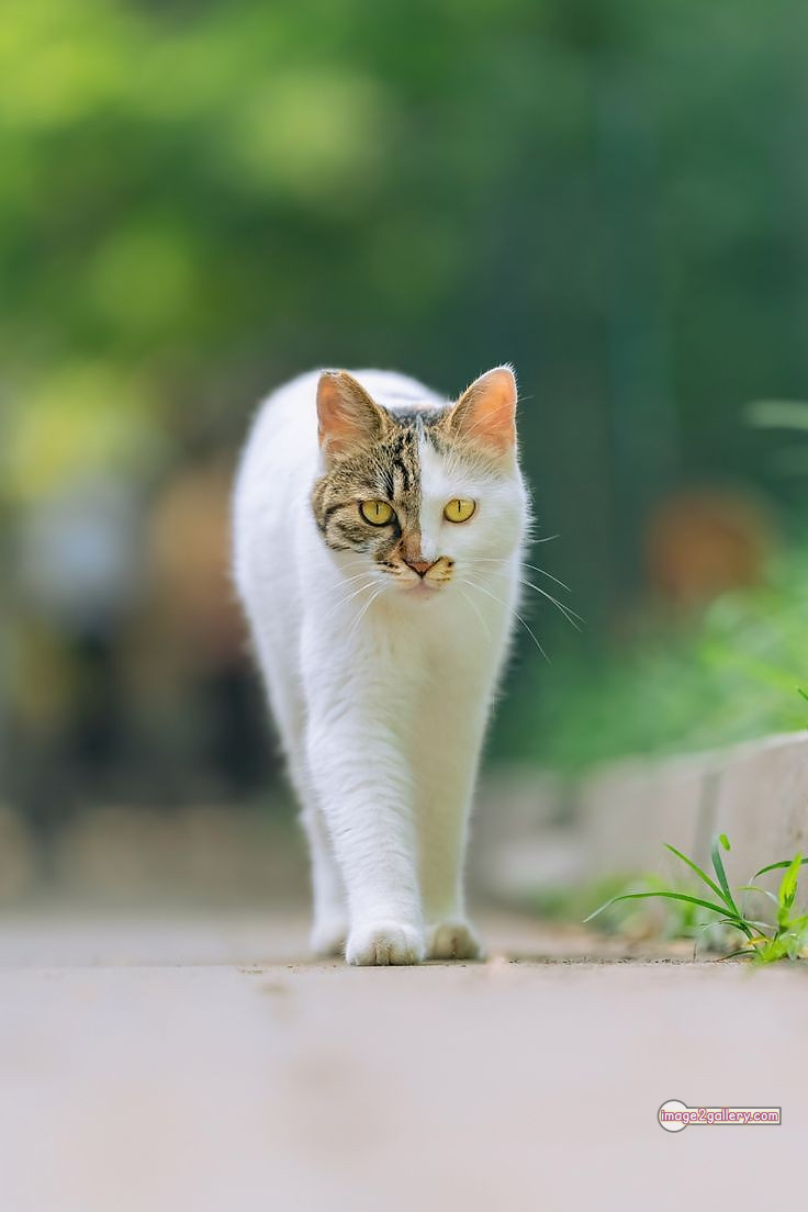 800+ Cute Cate Photos Download | Beautiful Cute Cat Images | 78 amazing cat photos -(7)