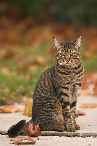 800+ Cute Cate Photos Download | Beautiful Cute Cat Images | 76 amazing cat photos -(9)