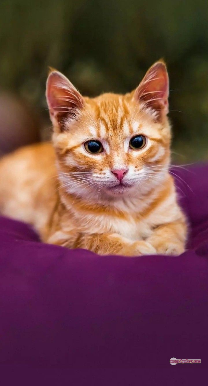 800+ Cute Cate Photos Download | Beautiful Cute Cat Images | 70 baby cat images -