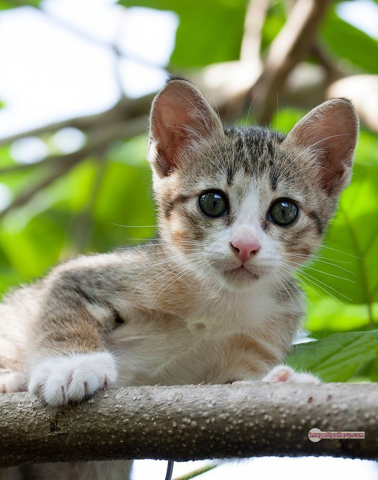 800+ Cute Cate Photos Download | Beautiful Cute Cat Images | 71 baby cat images -(1)