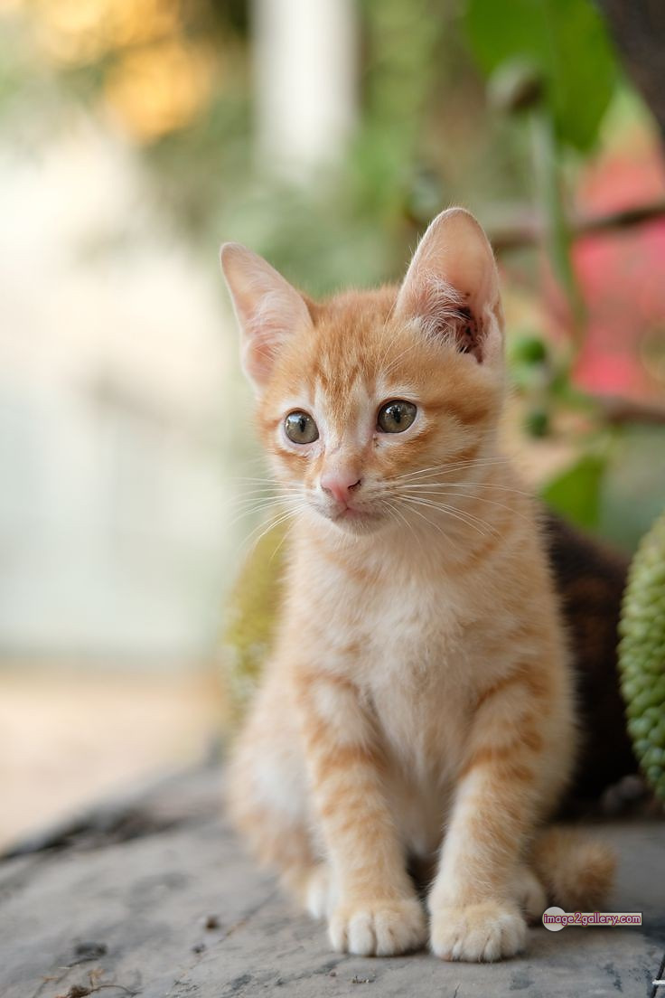 800+ Cute Cate Photos Download | Beautiful Cute Cat Images | 216 baby cat images -(18)
