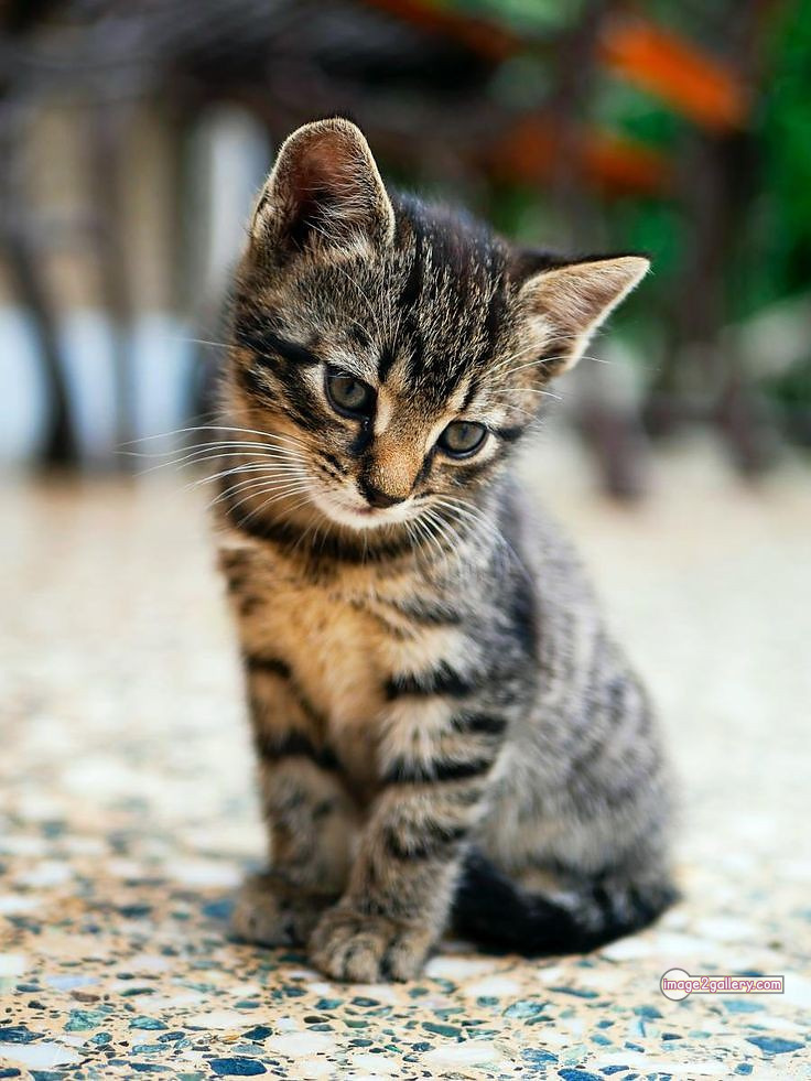 800+ Cute Cate Photos Download | Beautiful Cute Cat Images | 44 baby cat images -(19)