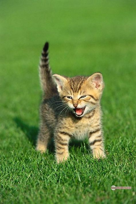 800+ Cute Cate Photos Download | Beautiful Cute Cat Images | 215 baby cat images -(20)