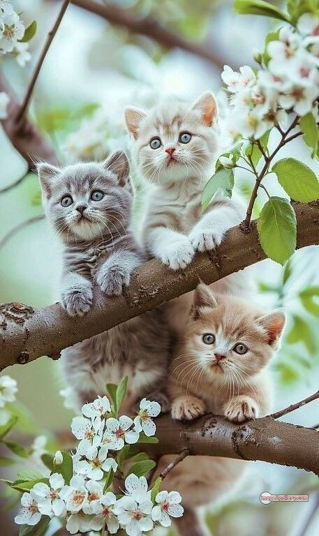 800+ Cute Cate Photos Download | Beautiful Cute Cat Images | 72 baby cat images -(6)