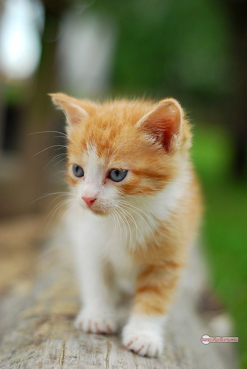 800+ Cute Cate Photos Download | Beautiful Cute Cat Images | 67 baby cat images -(8)
