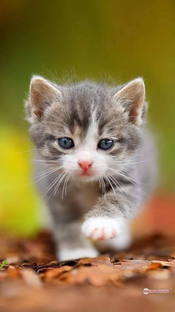 800+ Cute Cate Photos Download | Beautiful Cute Cat Images | 68 baby cat images -(9)