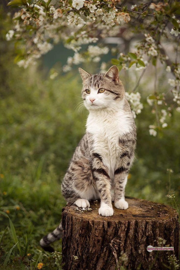 800+ Cute Cate Photos Download | Beautiful Cute Cat Images | 265 beautiful cute cat images -