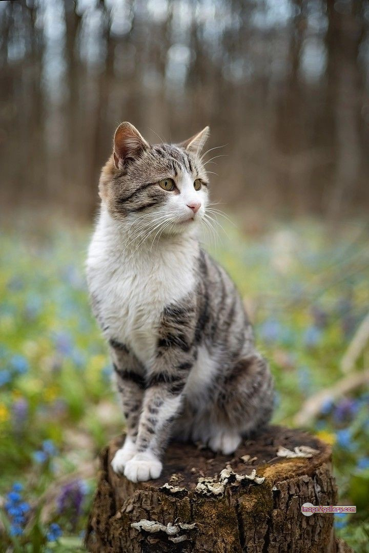 800+ Cute Cate Photos Download | Beautiful Cute Cat Images | 264 beautiful cute cat images -(1)