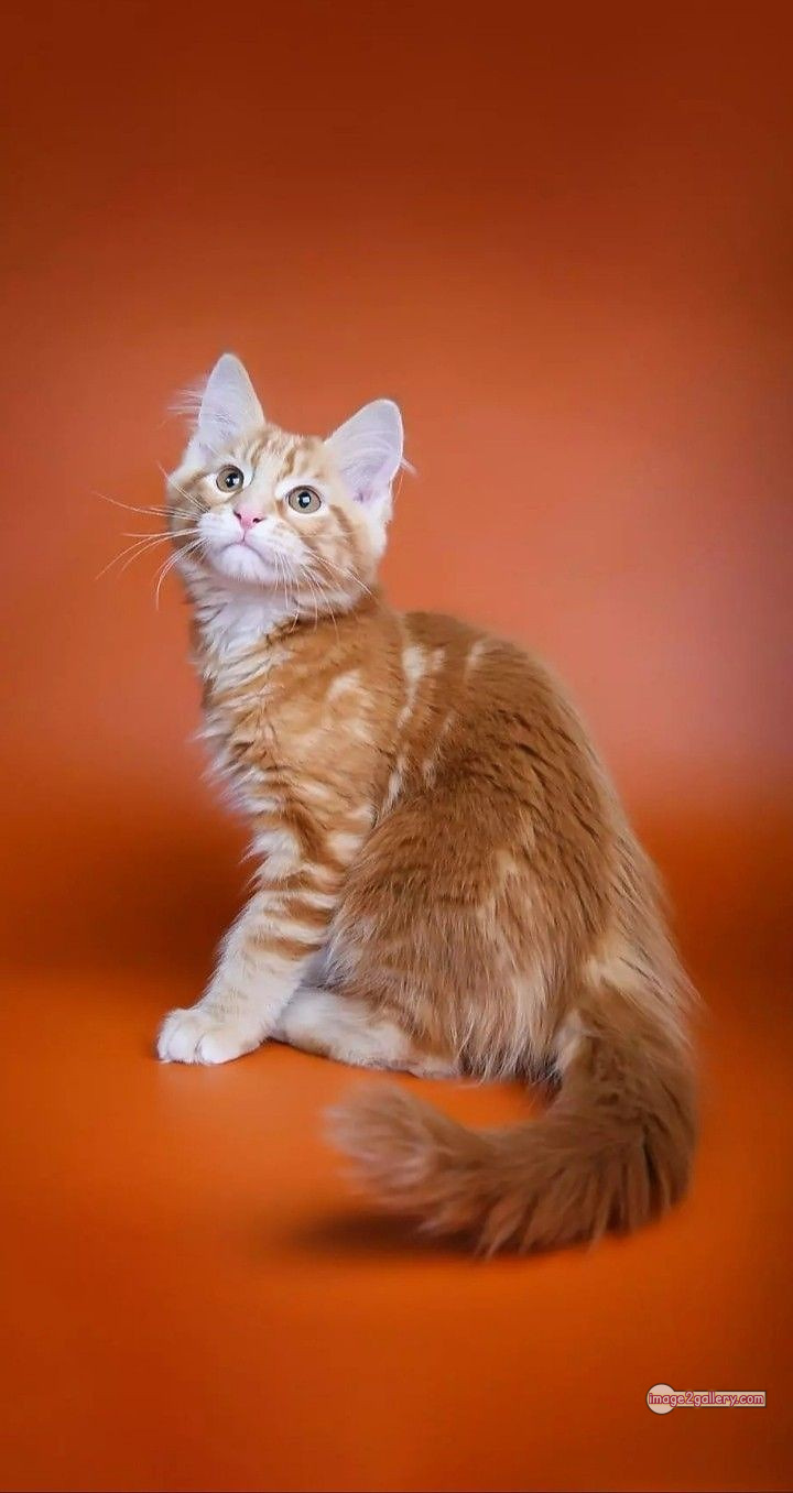 800+ Cute Cate Photos Download | Beautiful Cute Cat Images | 259 beautiful cute cat images -(10)