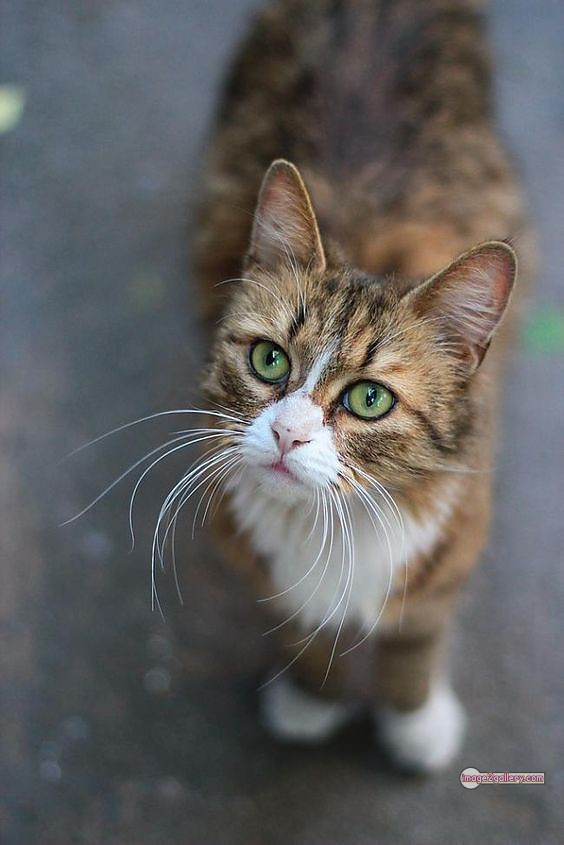 800+ Cute Cate Photos Download | Beautiful Cute Cat Images | 258 beautiful cute cat images -(11)