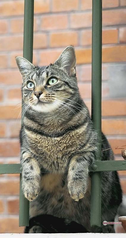 800+ Cute Cate Photos Download | Beautiful Cute Cat Images | 261 beautiful cute cat images -(13)