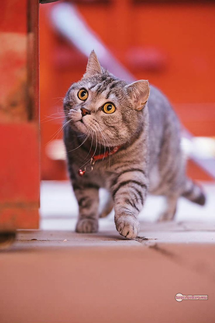 800+ Cute Cate Photos Download | Beautiful Cute Cat Images | 281 beautiful cute cat images -(14)