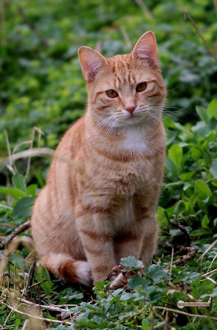 800+ Cute Cate Photos Download | Beautiful Cute Cat Images | 276 beautiful cute cat images -(17)