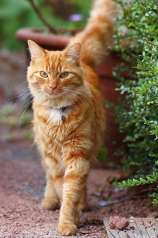 800+ Cute Cate Photos Download | Beautiful Cute Cat Images | 415 beautiful cute cat images -(18)