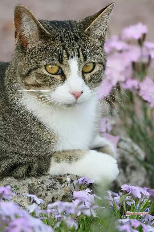 800+ Cute Cate Photos Download | Beautiful Cute Cat Images | 459 beautiful cute cat images -(19)
