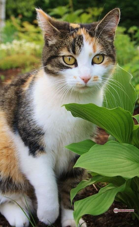 800+ Cute Cate Photos Download | Beautiful Cute Cat Images | 413 beautiful cute cat images -(20)