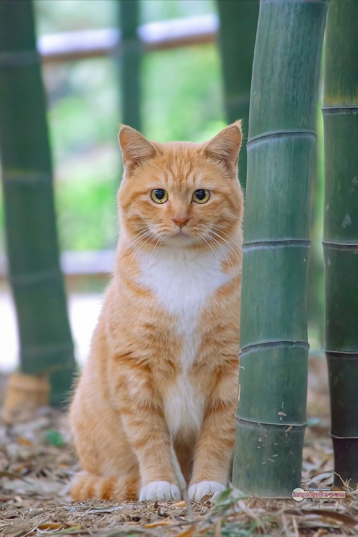 800+ Cute Cate Photos Download | Beautiful Cute Cat Images | 410 beautiful cute cat images -(6)