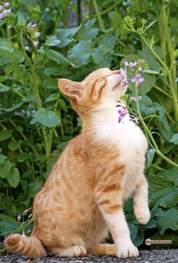 800+ Cute Cate Photos Download | Beautiful Cute Cat Images | 411 beautiful cute cat images -(7)