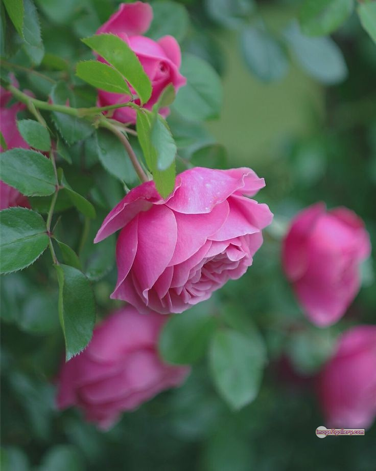 3300+ Beautiful Rose Flowers Image | Rose Flower HD Pic Download | 146 beautiful pink roses -