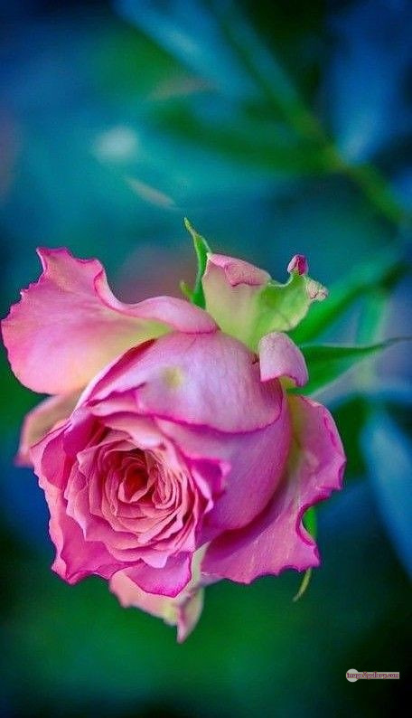 3300+ Beautiful Rose Flowers Image | Rose Flower HD Pic Download | 174 beautiful pink roses -(10)
