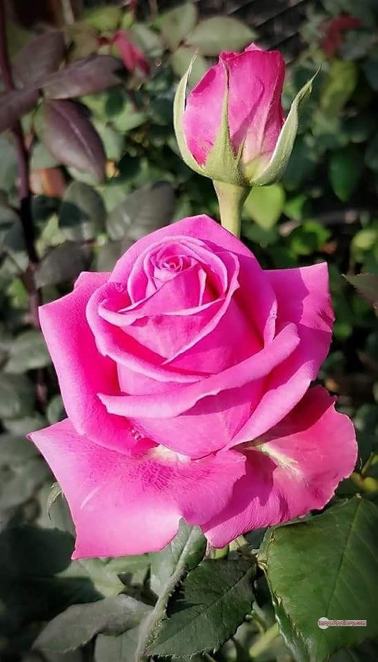 3300+ Beautiful Rose Flowers Image | Rose Flower HD Pic Download | 212 beautiful pink roses -(11)