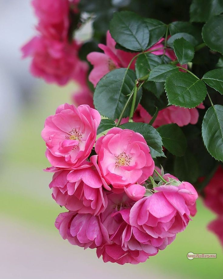 3300+ Beautiful Rose Flowers Image | Rose Flower HD Pic Download | 259 beautiful pink roses -(12)