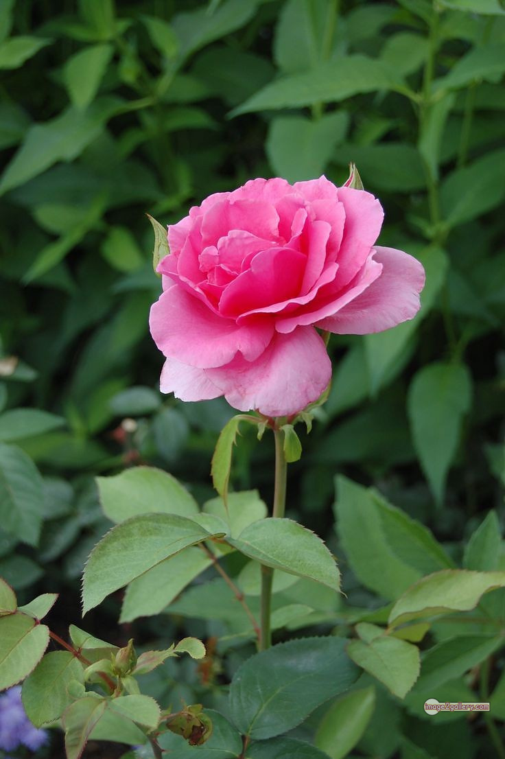 3300+ Beautiful Rose Flowers Image | Rose Flower HD Pic Download | 25 beautiful pink roses -(13)