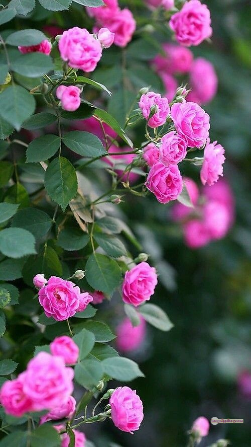 3300+ Beautiful Rose Flowers Image | Rose Flower HD Pic Download | 523 beautiful pink roses -(14)