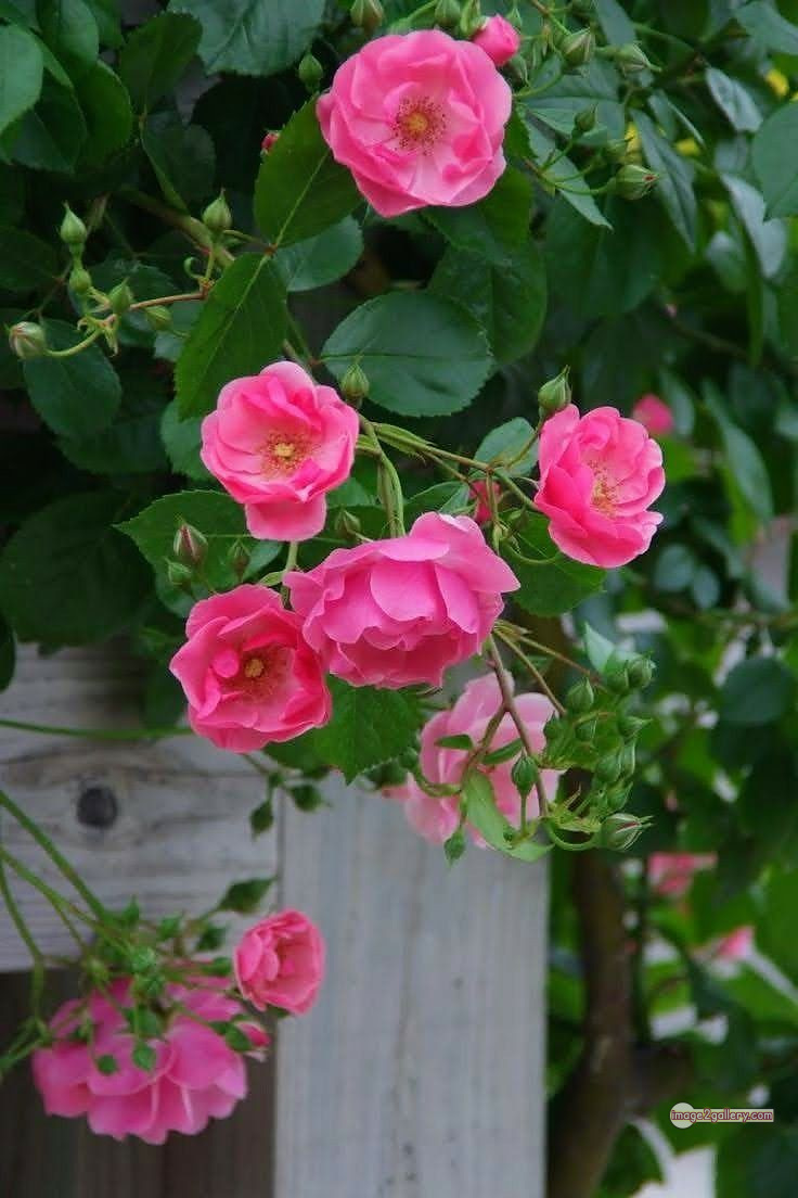 3300+ Beautiful Rose Flowers Image | Rose Flower HD Pic Download | 205 beautiful pink roses -(15)