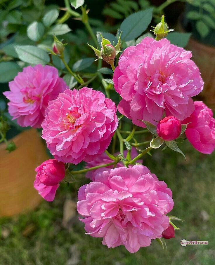 3300+ Beautiful Rose Flowers Image | Rose Flower HD Pic Download | 198 beautiful pink roses -(16)